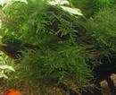 Vesicularia Dubyana
